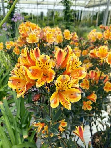 Alstroemeria