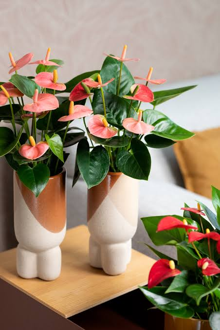 Anthuriums Coupées