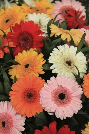 Gerbera