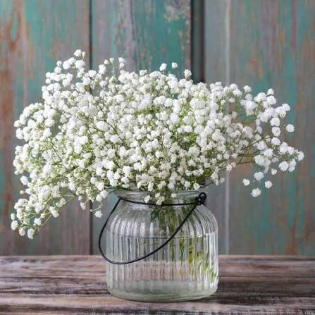 Gypsophile