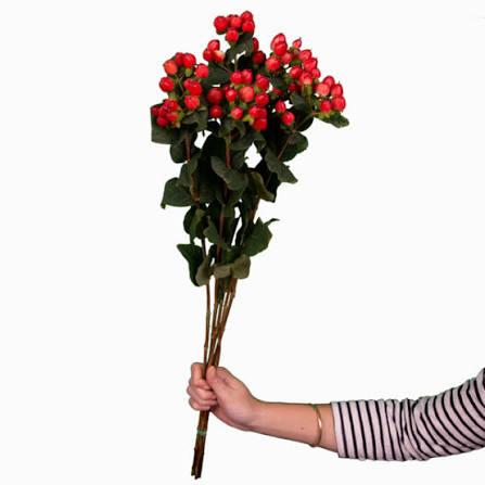 Hypericum