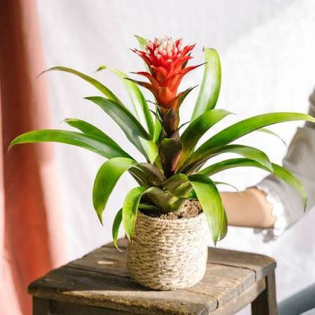 Bromelia