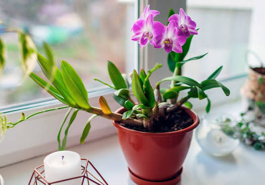 Dendrobium