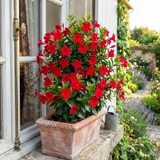 Dipladenia