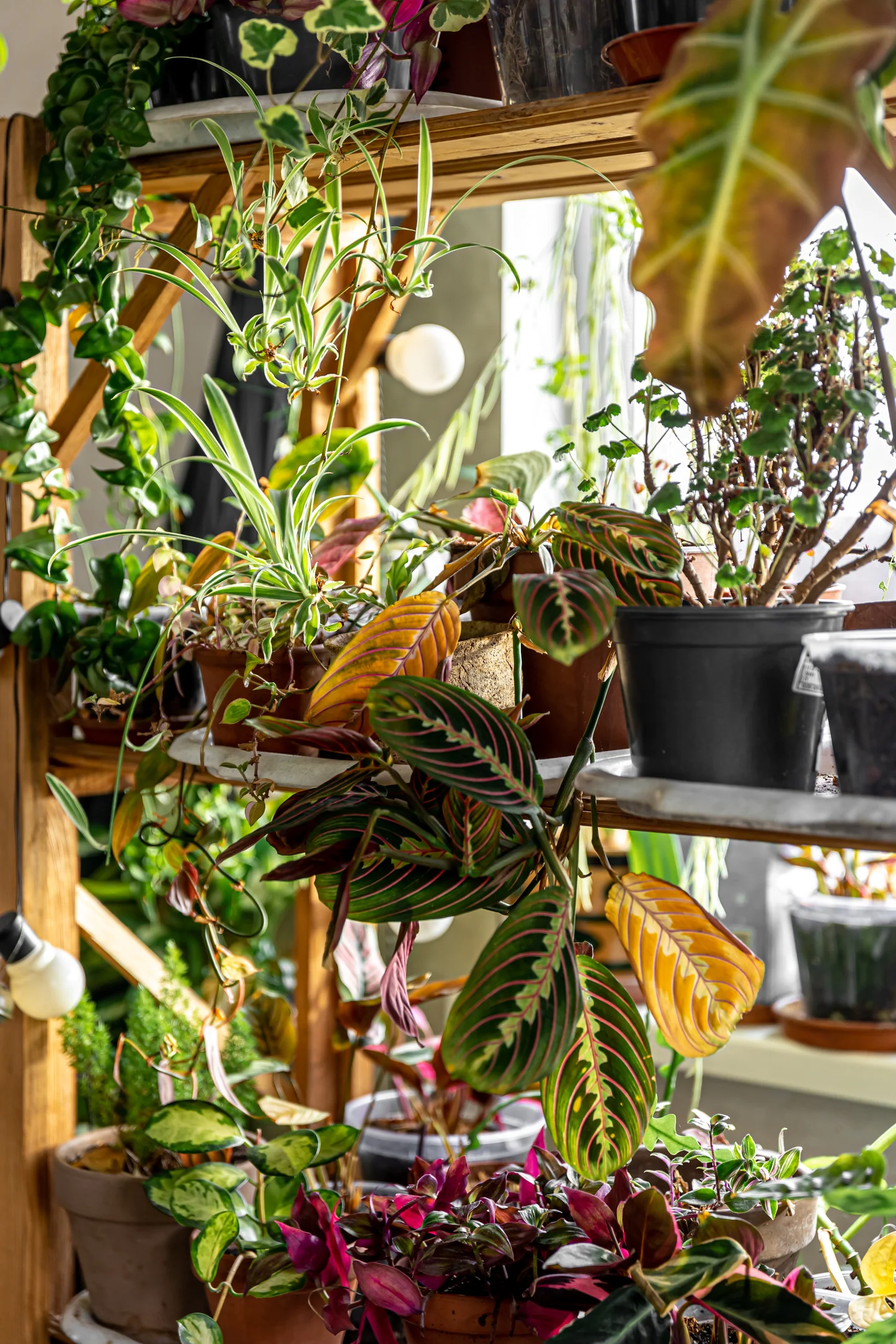 Divers Compositions Plantes