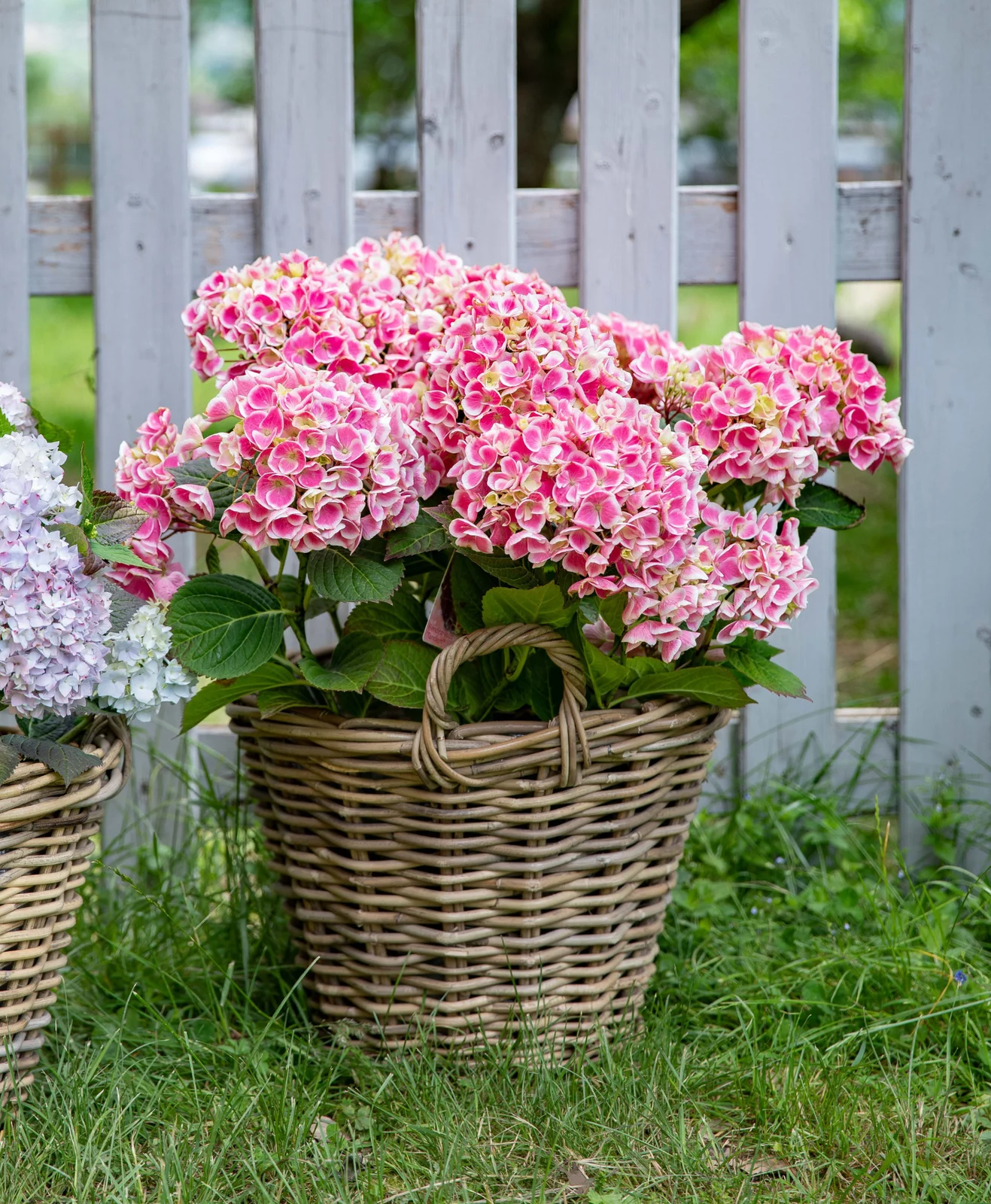 Hortensias Coupés