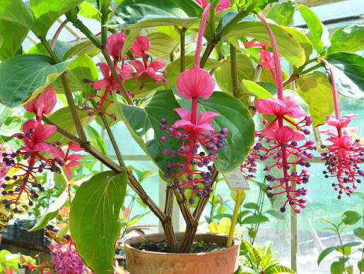 Medinilla