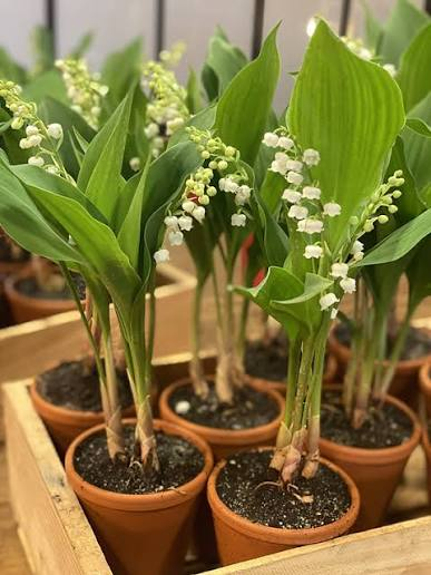 Muguet en Pot