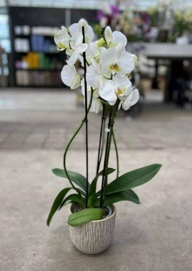 Orchidée avec Cache-pot