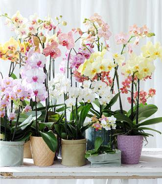 Orchidées sans Cache-pot