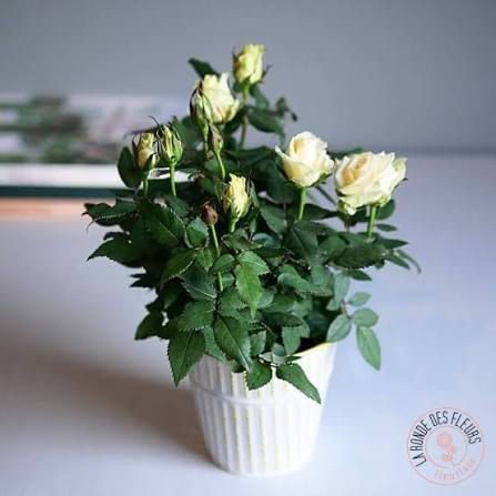 Petit Rosier avec Cache-pot