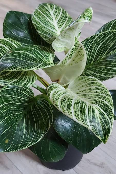 Philodendron