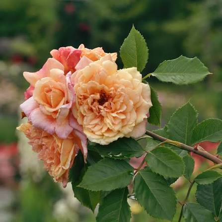 Rosier