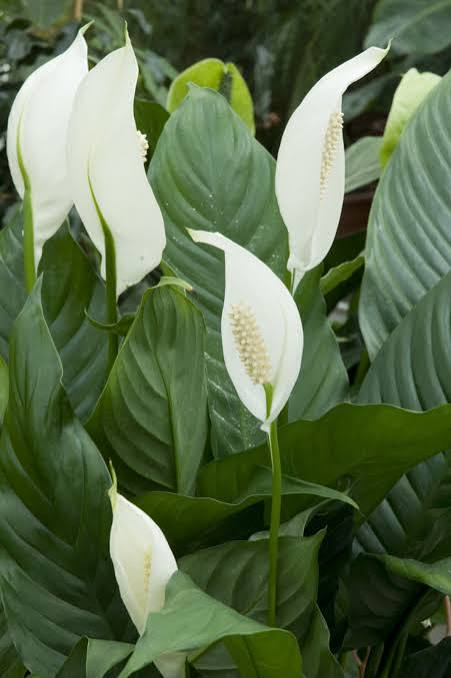 Spathiphyllum