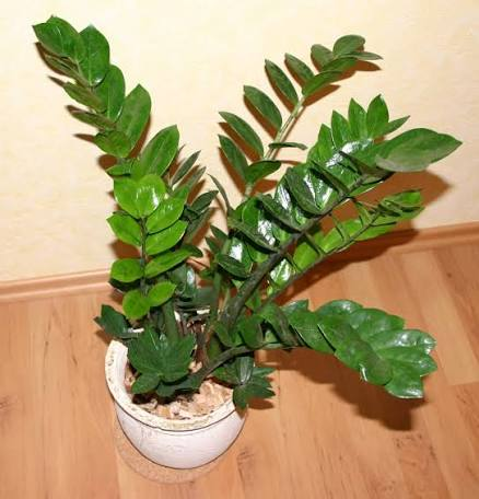 Zamioculas